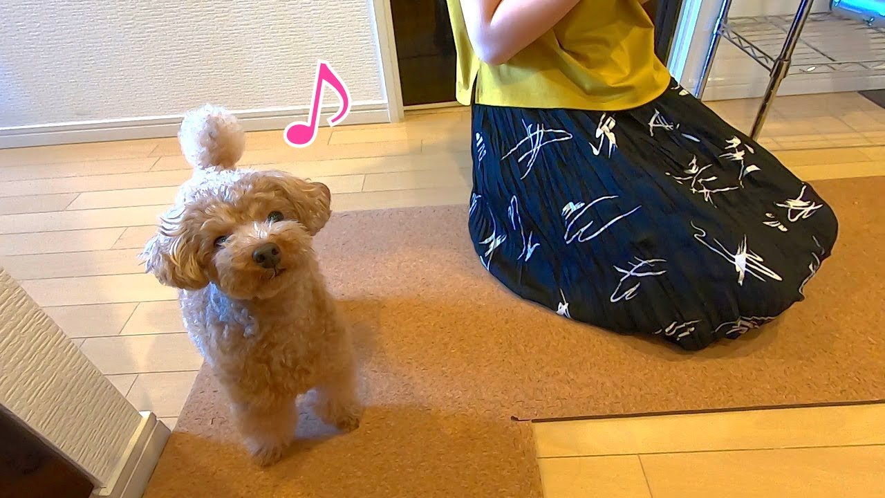 When I got home from hairdressing session in six months, dog was