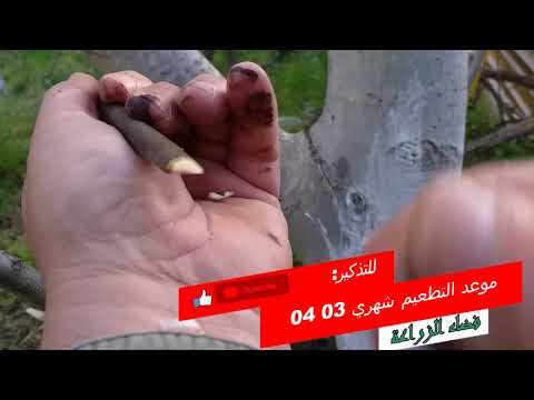 تطعيم شجرة الجوز بالقلم اللحائي