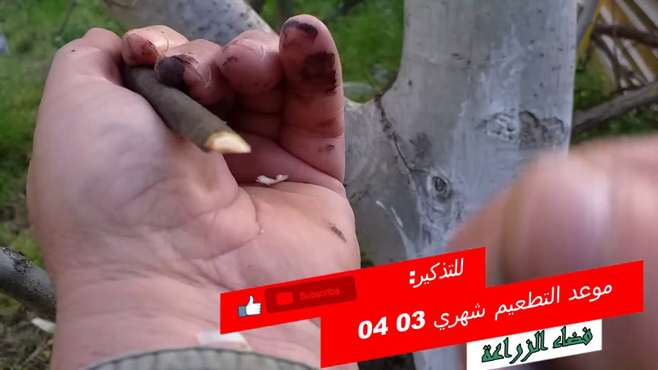 تطعيم  شجرة الجوز بالقلم اللحائي