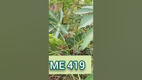 Cassava variety cultured in Ekiti state Nigeria