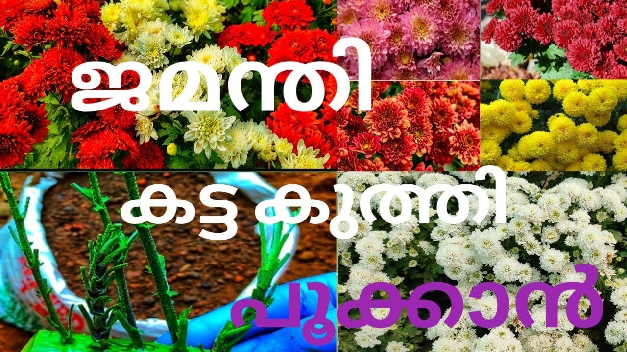ജമന്തി ടിപ്സ് | Chrysanthemum plant | Jamanthi plant malayalam