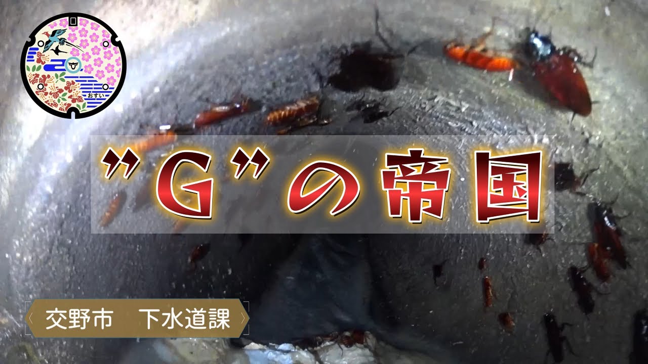 ※閲覧ご注意※　下水の”G”帝国？　住み慣れた場所にも危険は潜んでいます！（水難編）　　交野市　下水道課