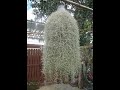 Fascinating Air Plant  Without Roots SPANISH MOSS How to grow, Take care, Propagate  uses Gardening