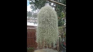 Fascinating Air Plant  Without Roots SPANISH MOSS How to grow, Take care, Propagate  uses Gardening