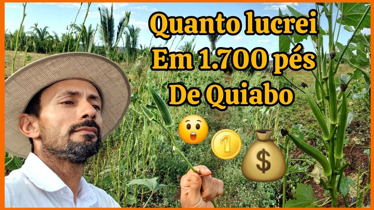 🪙💰Quanto que eu ganho plantando Quiabo 💰🪙plantar Quiabo da dinheiro.
