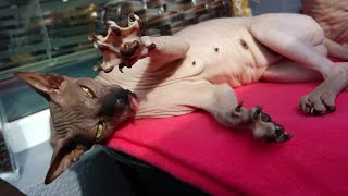 Sphynx Cat MANTRA Wants to be Patted  Soo Sweet