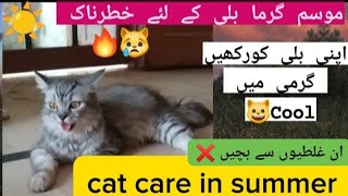 how to keep Persian cats cool in summer☀|Persian cats care in summer|tips for Persian cat cool