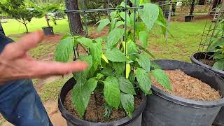 Will We Harvest a Red Pimento Pepper in October