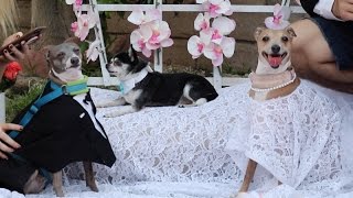 My Dogs' Wedding