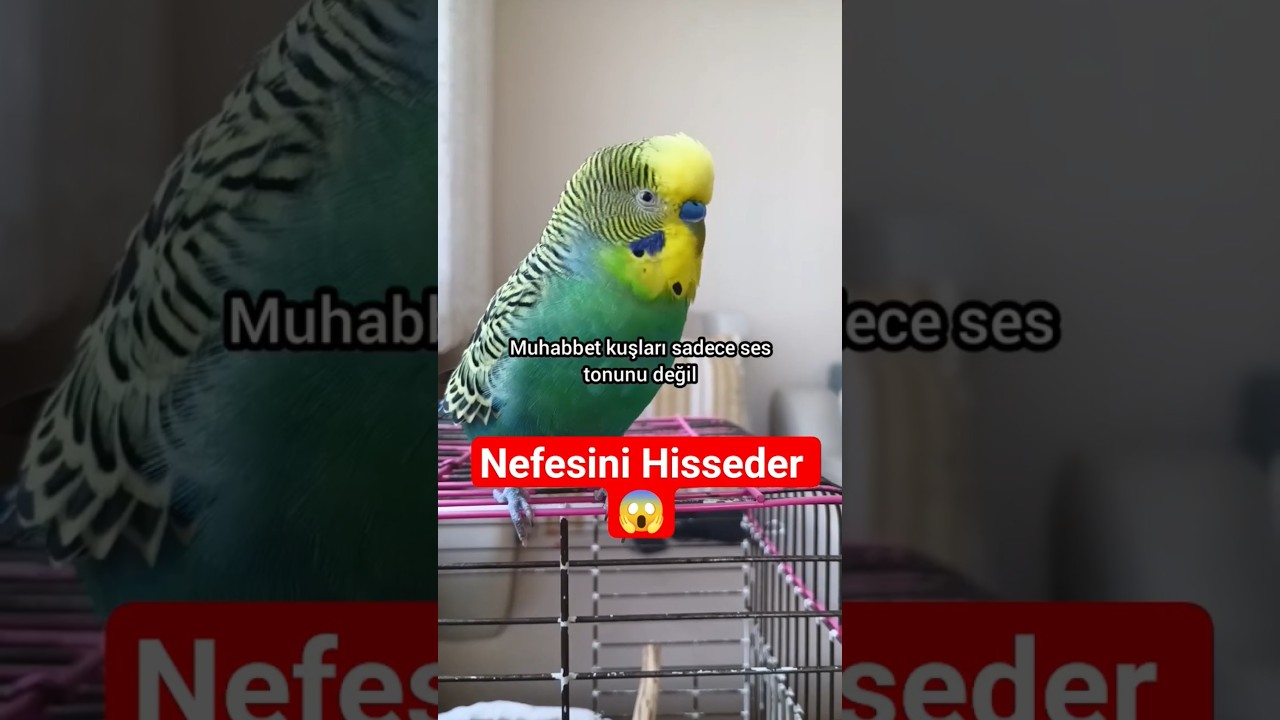 Kuşunuz Nefesinizden Ruh Halinizi Okuyor! 💨#MuhabbetKuşu #KuşZekası , muhabbet kuşu eğitimi
