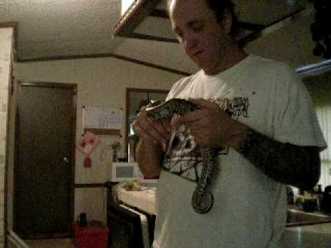 Zane the Blood Python
