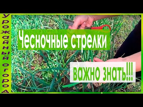 ВЫРАЩИВАНИЕ ЧЕСНОКА!КАК ПРАВИЛЬНО УДАЛЯТЬ СТРЕЛКИ!