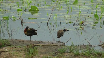 SOUTH AFRICA itchy white-faced whistling ducks at Kruger national park (HD-video).mp4