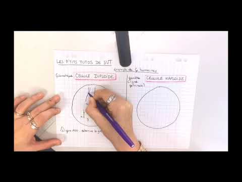 Vidéo: Quel est le nombre de chromosomes dans une cellule haploïde ?