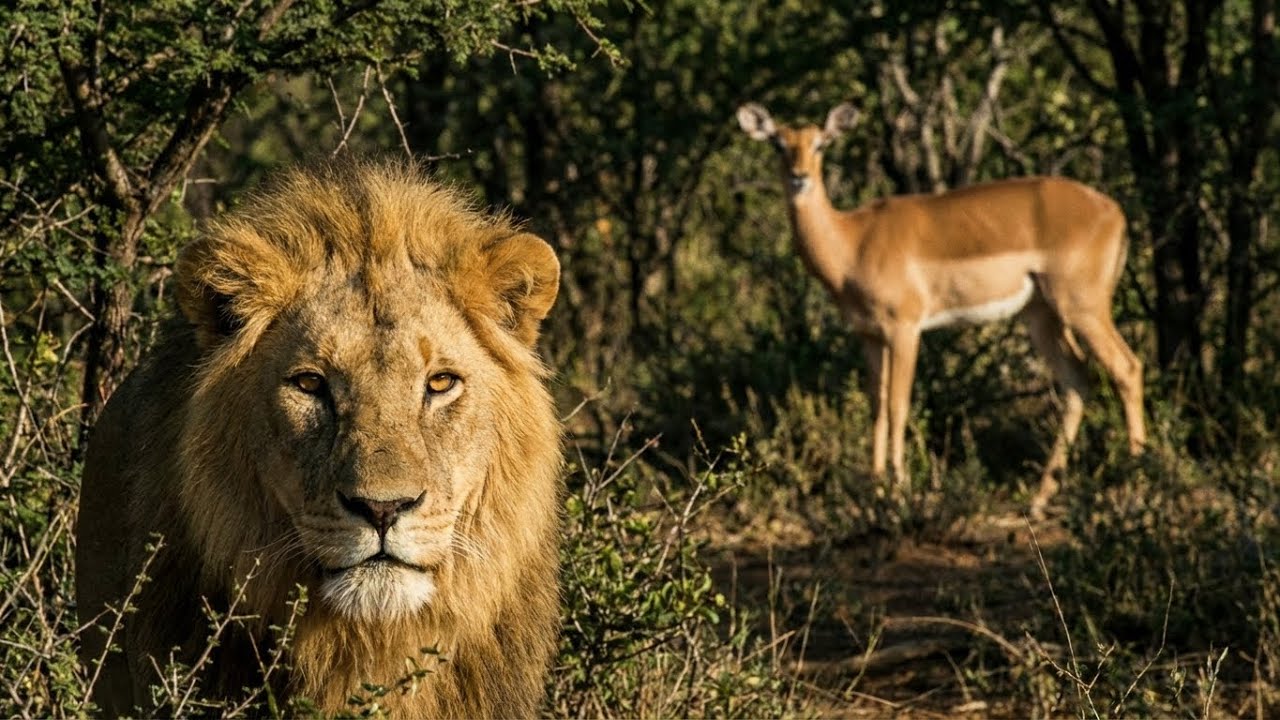 Life Between the Hunts | Wildlife Documentary