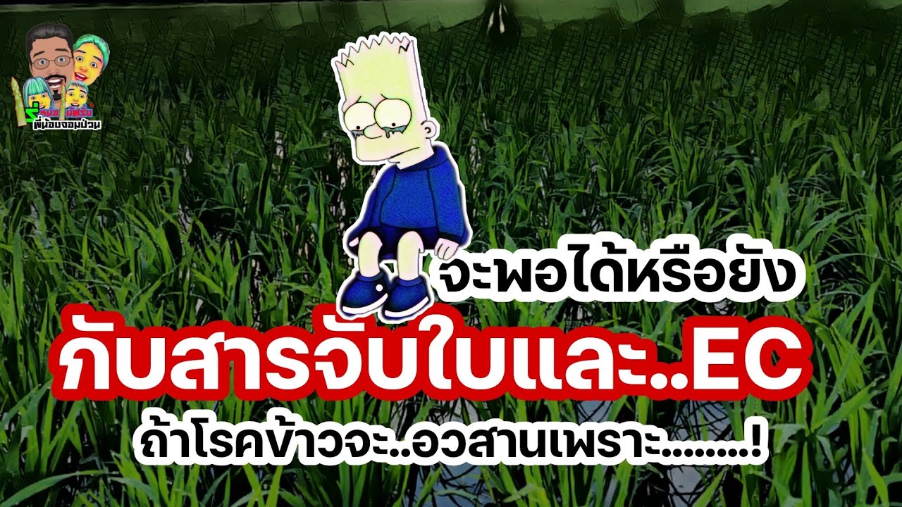 🤔🤔รู้หรือยางว่าขอบใบแห้งในนาข้าวไม่....อย่างที่คุณถูกเขาหลอกวันนี้จะเปิดคัมภีร์เล่มนี้ 🌾🌾😭😭