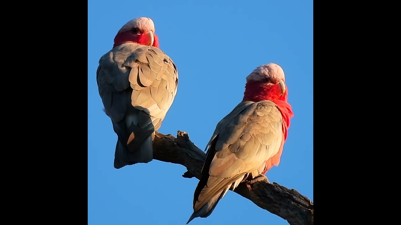 Galah 