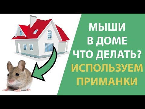 Как избавиться от мышей в стенах дома. Рассказывает дезинфектор