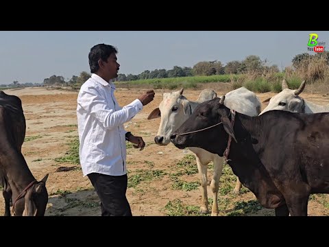 गंगातीरी नस्ल की गाय की तलाश मे काफी दुर पहुंचे | Desi Cow Breed | Pashupalan | Cow Video