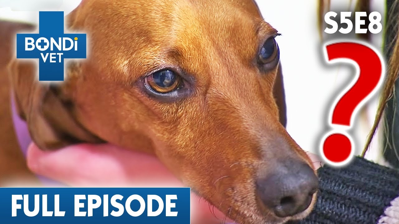 Mystery Illness Paralyses Sausage Dog 😰 Bondi Vet Season 5 Ep 8