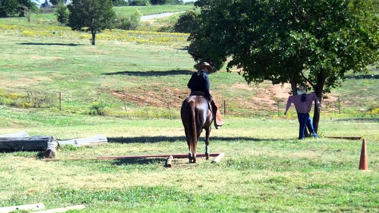 Namgis D 14 Ranch Horse Show Winning Trail Run October 2013 YouTube