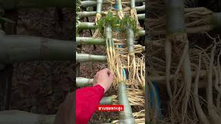 พาชมชวนชมทรงสูงหรือชวนชมทรงแท่งไม้งานในอนาคต ชวนชม adenium