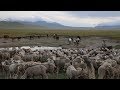 Соң-Көл жайлоосундагы жайыт талаш - BBC Kyrgyz