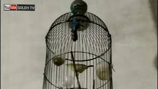 terapi pleci kawin, sangat efektif meningkatkan birahi pleci jantan