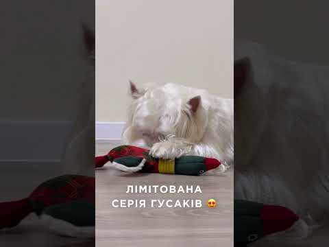 Игрушка гусь для собак Хосе Карлос Graphite, видео 1