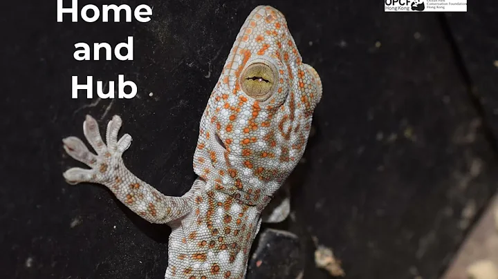 Tokay geckos (Gekko gecko) in Hong Kong: home and ...