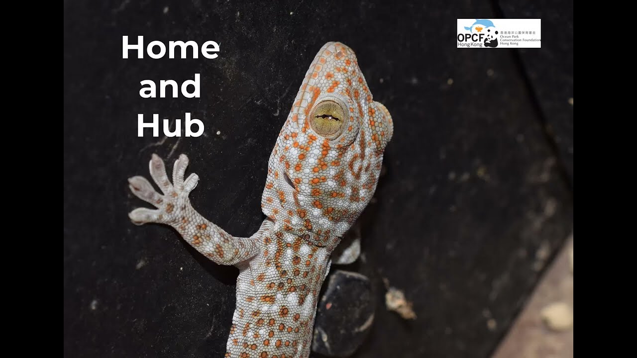 Tokay geckos (Gekko gecko) in Hong Kong: home and trade hub - Prof