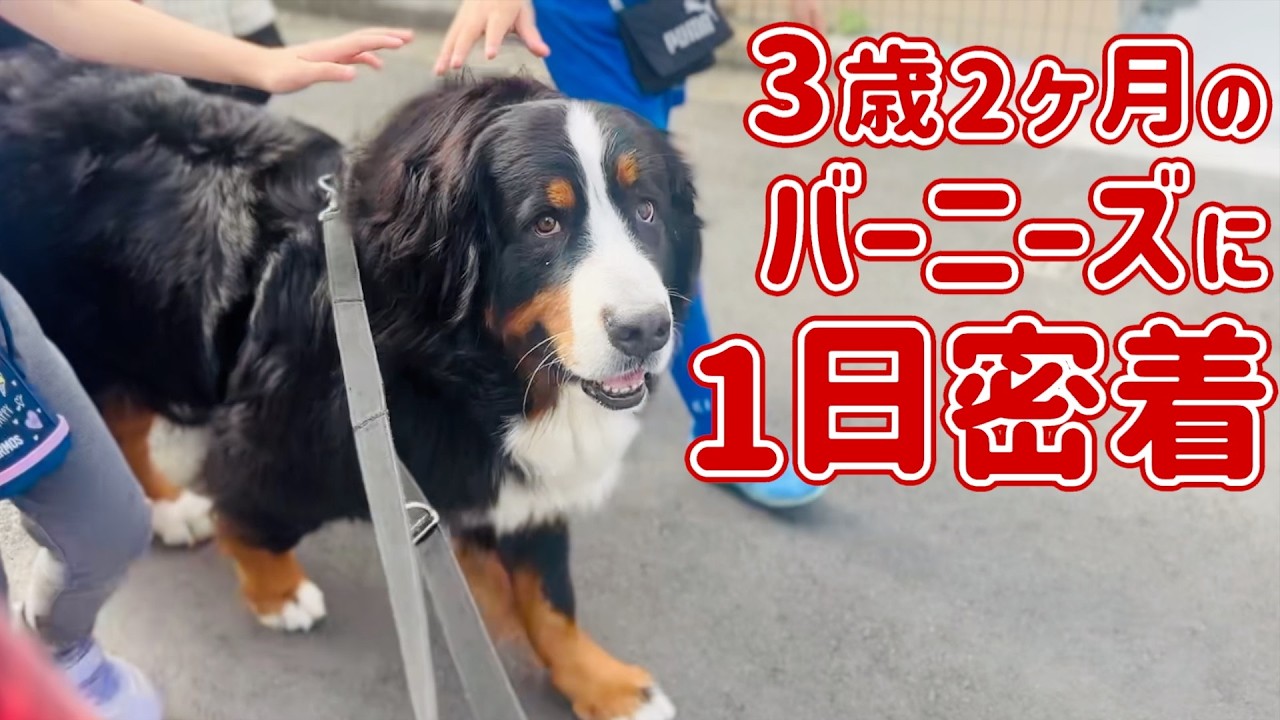 3歳2ヶ月のバーニーズマウンテンドッグに密着しました🐾