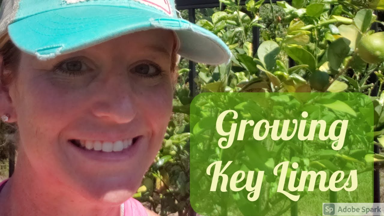 Growing Key Limes