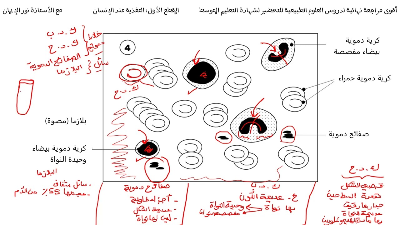 مازلنا مع الملخصات الشاملة للمراجعة النهائية للعلوم الطبيعية  الجزء 03 دور مكونات الدم
