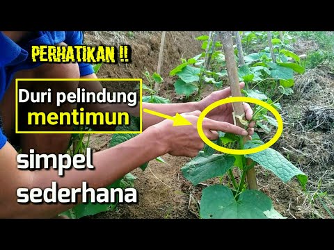 Video: Cara Mengikat Mentimun Di Rumah Kaca