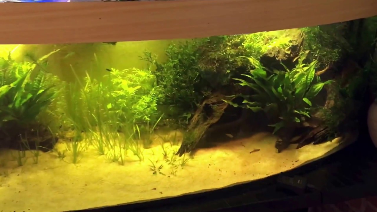 Aquarium Bodendecker Nachtraglich