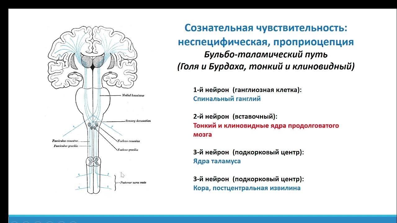 Спинно таламический путь