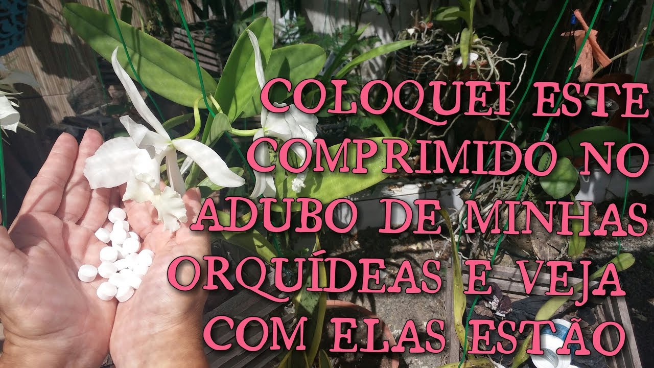 UM COMPRIMIDO QUE FAZ AS ORQUÍDEAS FLORIR, ENRAÍZAR MUITO RÁPIDO ....!!! UM COMPRIMIDO QUE FAZ AS ORQUÍDEAS FLORIR, ENRAÍZAR MUITO RÁPIDO ....!!!