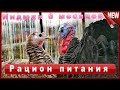 Индюк домашний!!!Мои ошибки !!! Содержание, Выращивание, Кормление и Уход в домашних условиях