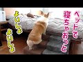 いつもママの枕で昼寝をするのでその様子を盗撮してみた...！