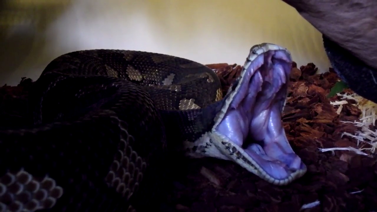 pythons for sale Naughty Snake! Jack My Boy!