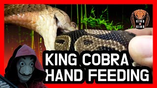 King Cobra Moulting and Hand Feeding and Russell Viper Feeding ‼️snake video 킹코브라에게 손으로 먹이를 준다고⁉️ by King of King - king cobra keeper 3,902 views 1 year ago 12 minutes, 28 seconds