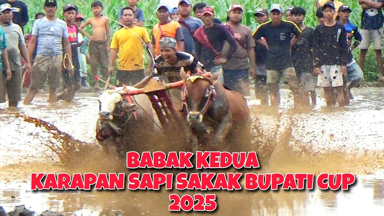 BABAK KEDUA KARAPAN SAPI SAKAK BUPATI CUP 2025