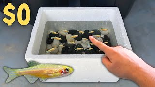 BREEDING 1000's of GOLD Danios in Foam Boxes!