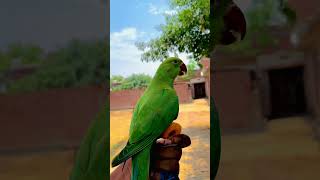 Tote ko trend kaise karen ? 🦜🙌 #parrot #birds #pets #talkingparot #training #shorts