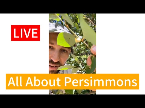 All About Persimmons - Types, Flower Identification and Pollination - LIVE