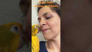 My Parrots Morning Routine shorts Parrot_Bliss GoldenConure