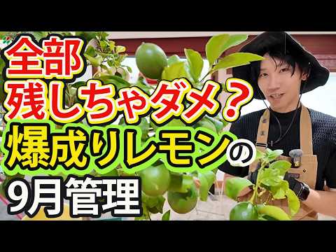 [Potted Lemons in September] It Hurts to Cut Them, but You Have to! Thinning and Fertilizing for ...