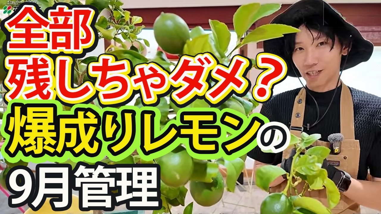 【鉢植えレモン9月】もったいないけど切る！ 爆成りレモンの摘果＆追肥