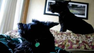 The Best Howling Scottish Terriers!!!!